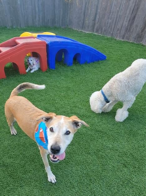 dog boarding west houston tx