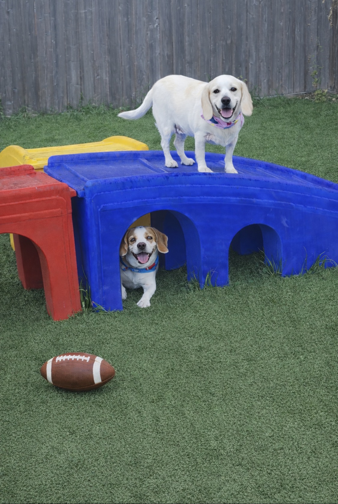 dog boarding west houston tx